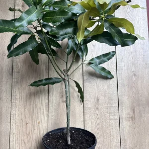 Nam Doc Mai Thai Mango Live Plant - Grafted Fruit Tree in 3 Gallon Pot - Image 6