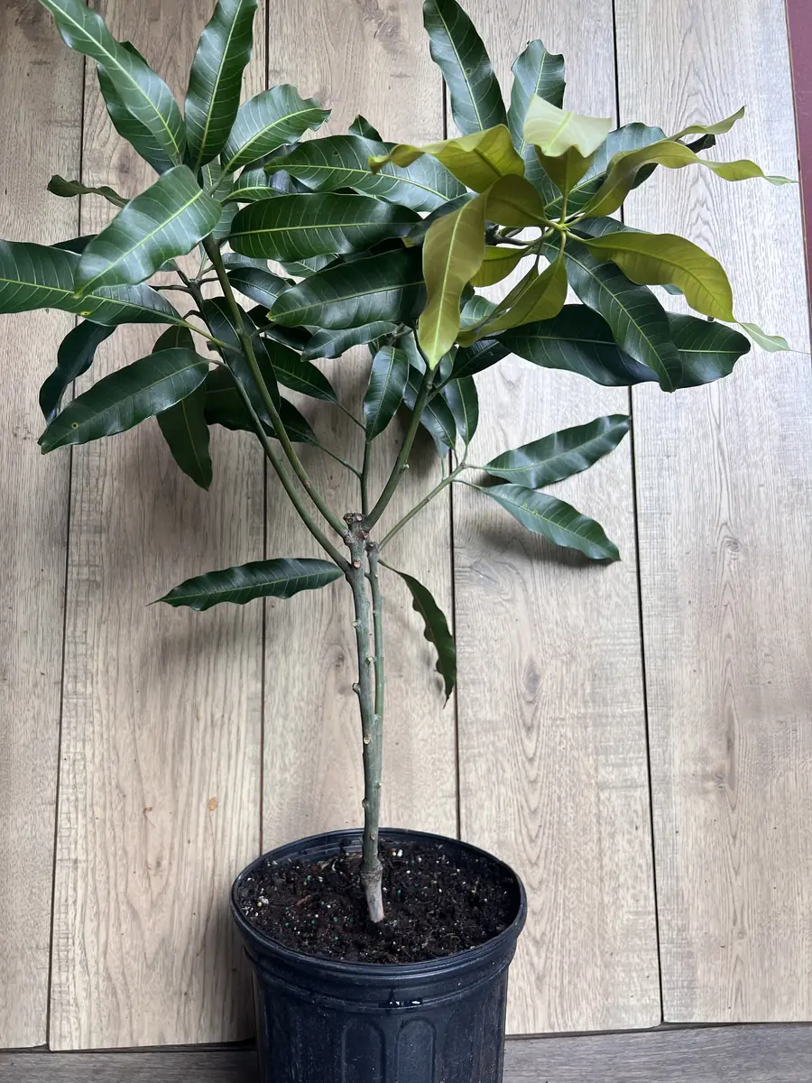 Nam Doc Mai Thai Mango Live Plant - Grafted Fruit Tree in 3 Gallon Pot - Image 6