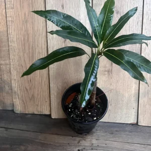 Nam Doc Mai Thai Mango Live Plant - Grafted Fruit Tree in 3 Gallon Pot - Image 8