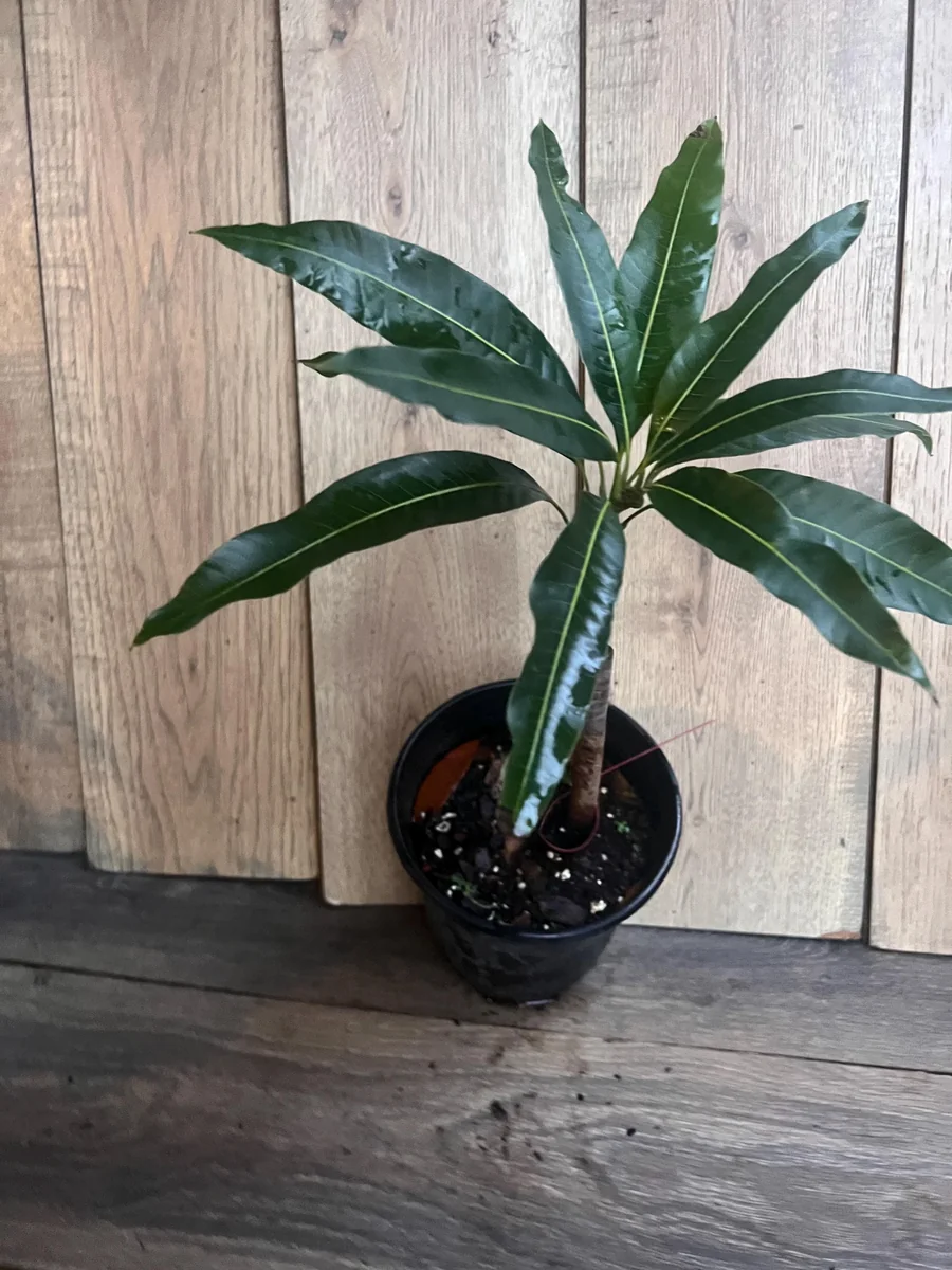 Nam Doc Mai Thai Mango Live Plant - Grafted Fruit Tree in 3 Gallon Pot - Image 8