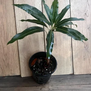 Nam Doc Mai Thai Mango Live Plant - Grafted Fruit Tree in 3 Gallon Pot - Image 9