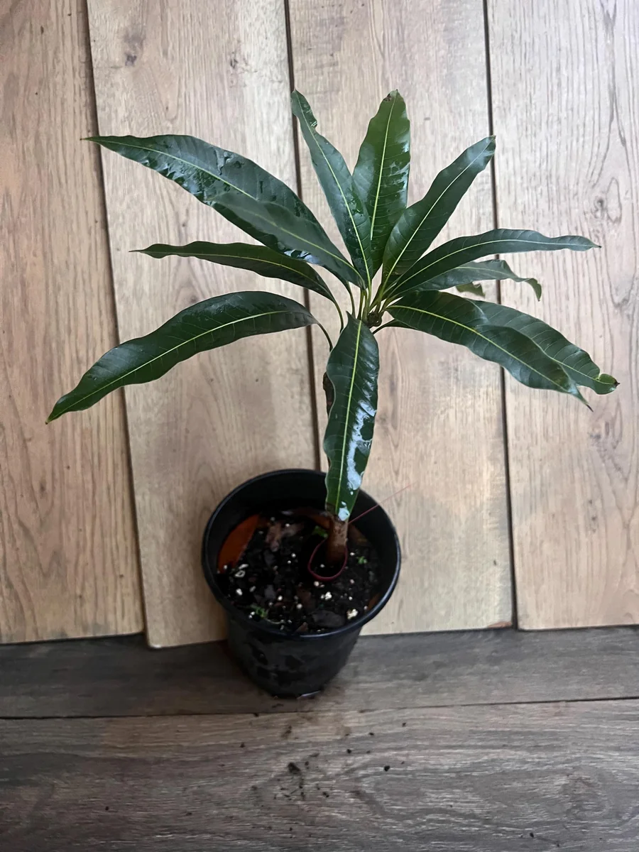Nam Doc Mai Thai Mango Live Plant - Grafted Fruit Tree in 3 Gallon Pot - Image 9