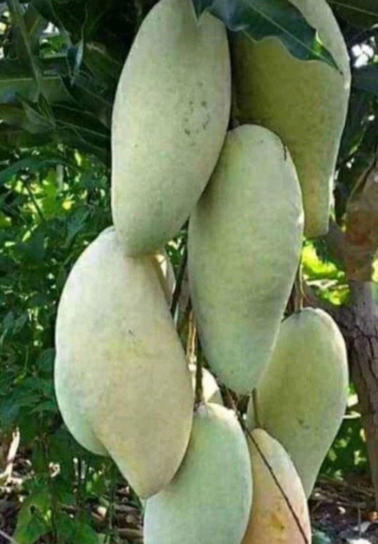 Nam Doc Mai Thai Mango Live Plant - Grafted Fruit Tree in 3 Gallon Pot - Image 1