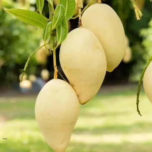 Nam Dok Mai Mango Live Plant - Grafted Tropical Fruit Tree 12-18