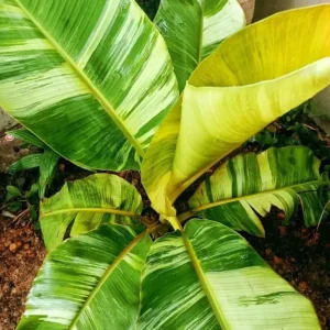 Nam Wah Banana Live Plant - Dwarf Fruit Tree, 4-6