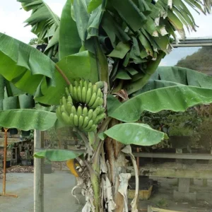 Nam Wah Banana Live Plant - Dwarf Fruit Tree, 4-6