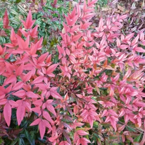 Nandina Domestica Live Plant - Heavenly Bamboo Shrub - 6-9" Tall - 3" Pot - Image 2