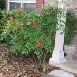 Nandina Domestica Live Plant - Heavenly Bamboo Shrub - 6-9