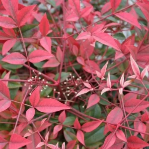 Nandina Domestica Live Plant - Heavenly Bamboo Shrub - 6-9" Tall - 3" Pot - Image 1