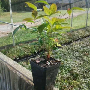 Nandina Domestica Live Plant - Heavenly Bamboo Shrub - 6-9