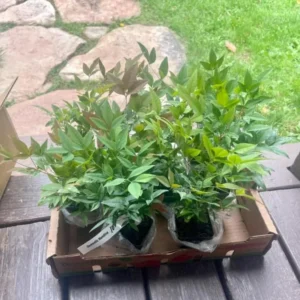 Nandina Domestica Live Plant - Heavenly Bamboo Shrub - 6-9