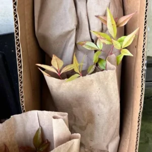 Nandina Domestica Live Plant - Heavenly Bamboo Shrub - 6-9