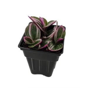 Nanouk Pink Tradescantia Live Plant – 2.5" Pot – Potted Houseplant - Image 2