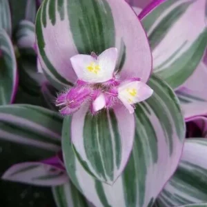 Nanouk Pink Tradescantia Live Plant – 2.5