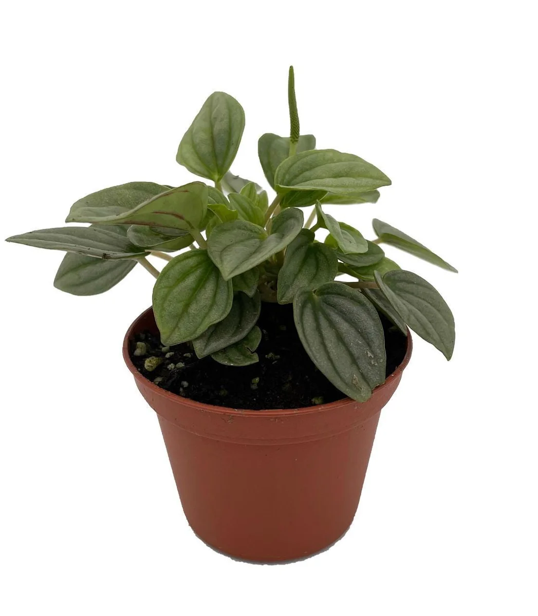 Napoli Nights Peperomia Live Plant – 2.5 inch Pot – Indoor Foliage Plant - Image 2