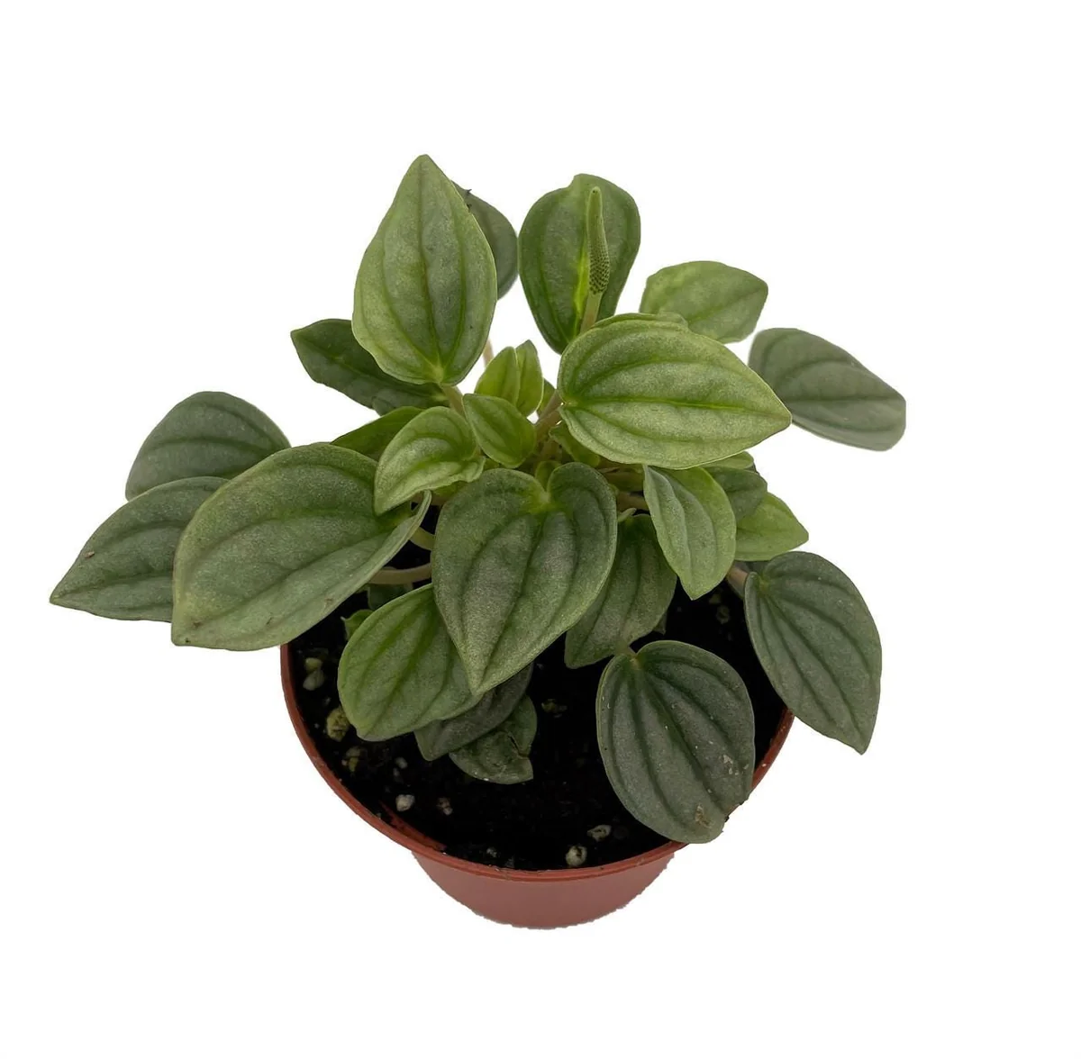 Napoli Nights Peperomia Live Plant – 2.5 inch Pot – Indoor Foliage Plant - Image 1