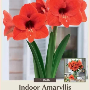 Naranja Amaryllis Bulb - Large Flowering - 34/+ cm - One Bulb - Image 1