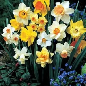Narcissus Bulb Mix - Colorful Daffodil Flower Bulbs | 10-18" Tall | Outdoor - Image 2