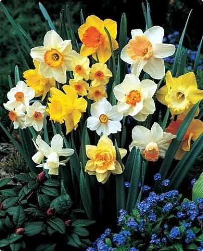Narcissus Bulb Mix - Colorful Daffodil Flower Bulbs | 10-18" Tall | Outdoor - Image 2