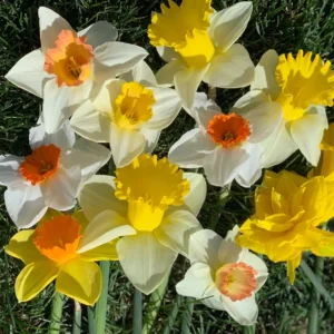 Narcissus Bulb Mix - Colorful Daffodil Flower Bulbs | 10-18