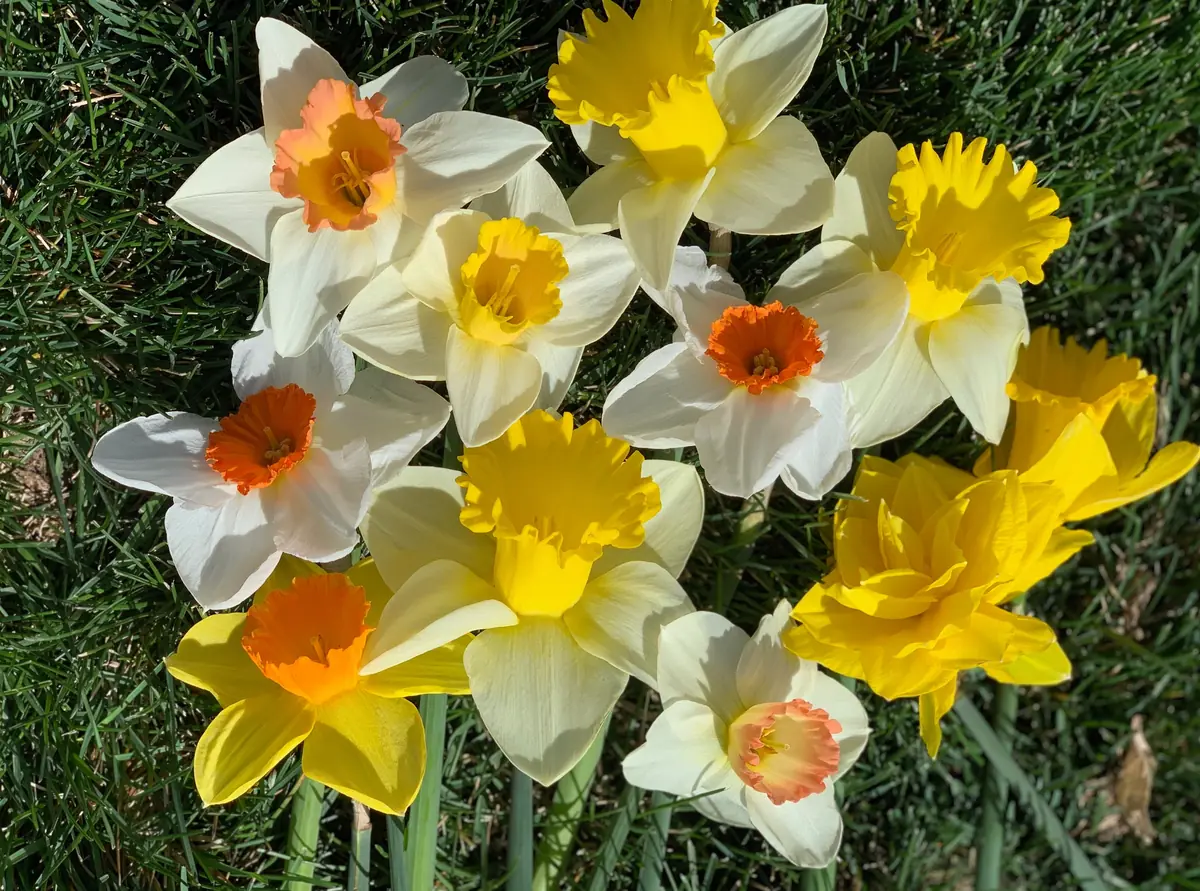 Narcissus Bulb Mix - Colorful Daffodil Flower Bulbs | 10-18" Tall | Outdoor - Image 3