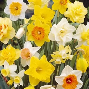 Narcissus Bulb Mix - Colorful Daffodil Flower Bulbs | 10-18" Tall | Outdoor - Image 1