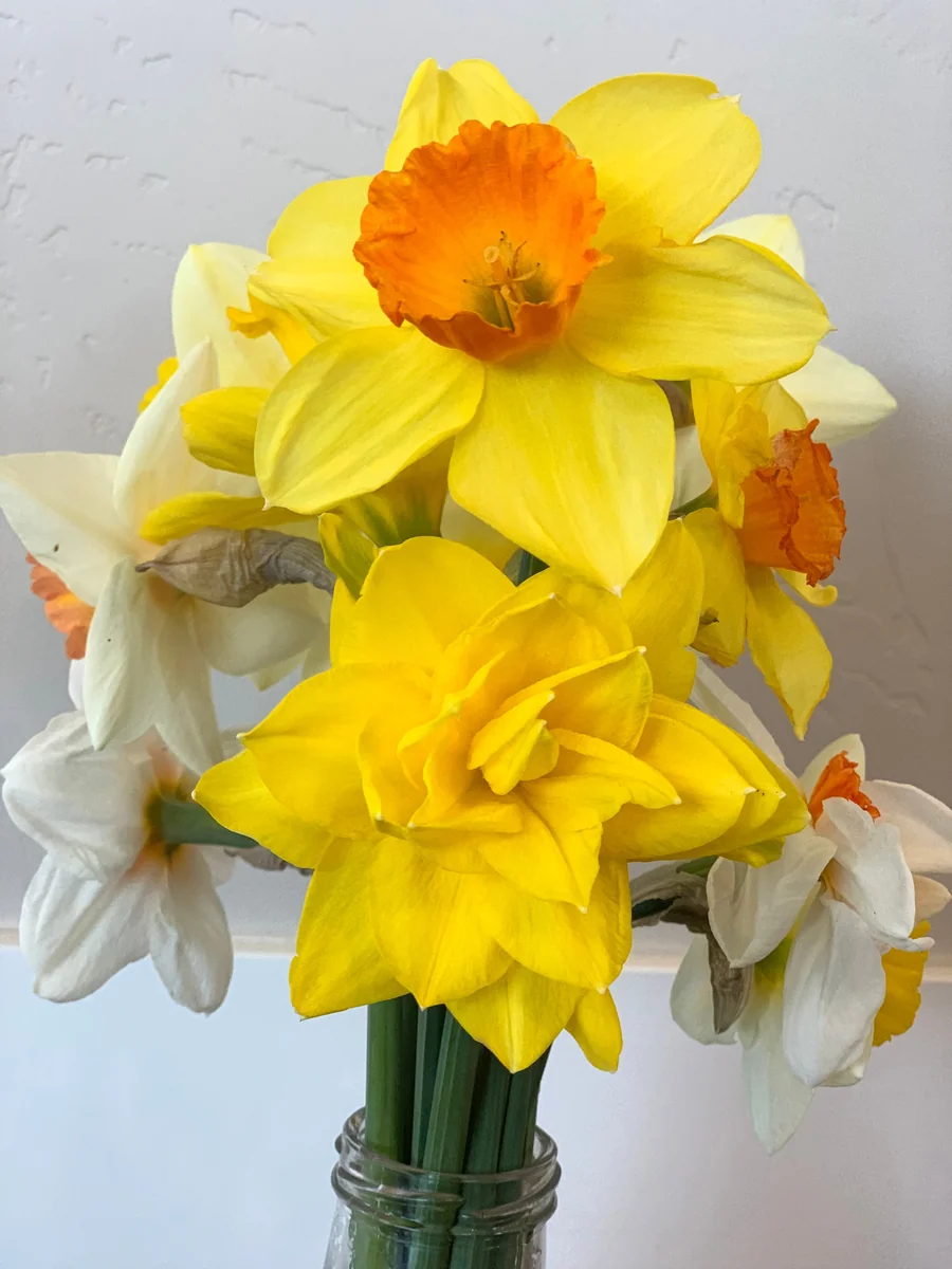 Narcissus Bulb Mix - Colorful Daffodil Flower Bulbs | 10-18" Tall | Outdoor - Image 4
