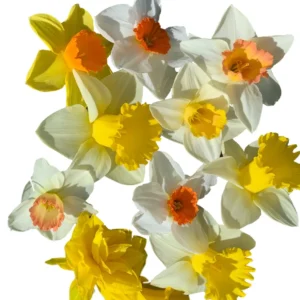 Narcissus Bulb Mix - Colorful Daffodil Flower Bulbs | 10-18