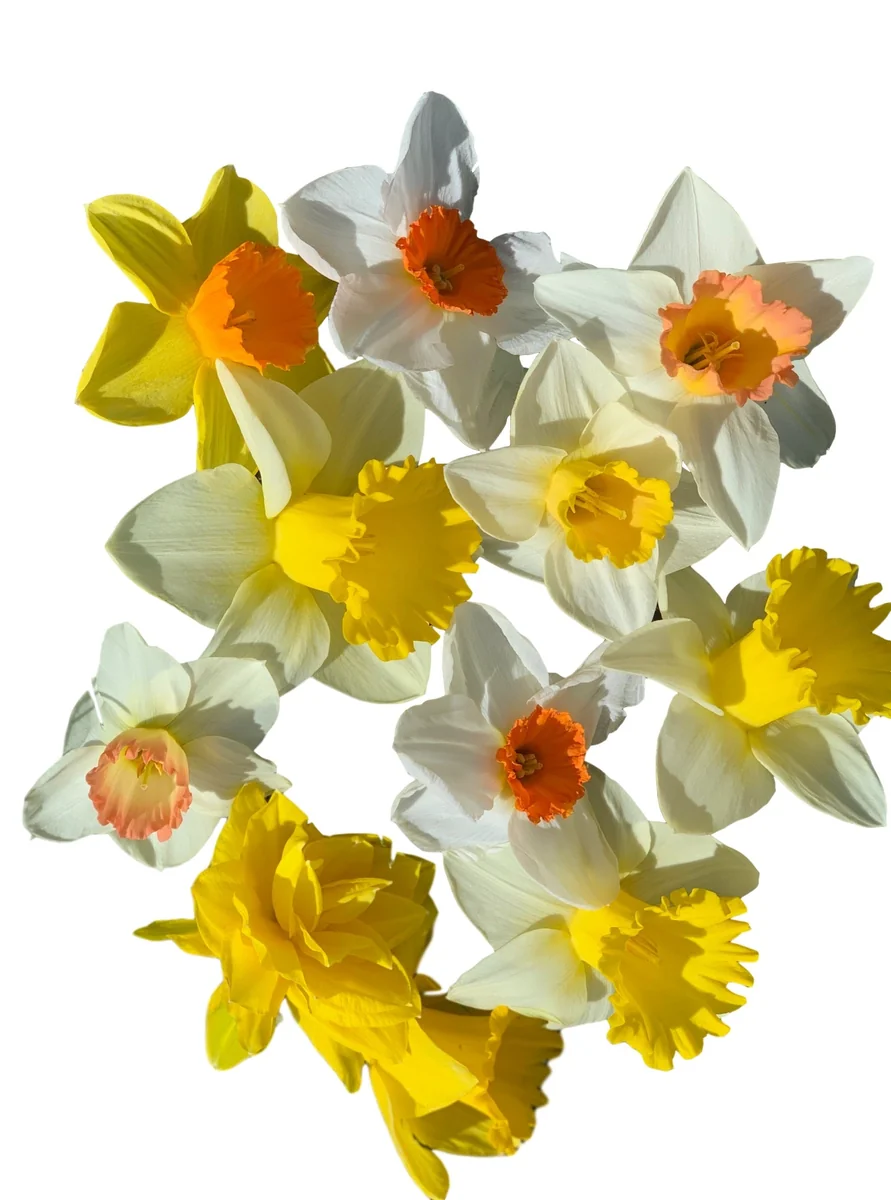 Narcissus Bulb Mix - Colorful Daffodil Flower Bulbs | 10-18" Tall | Outdoor - Image 5