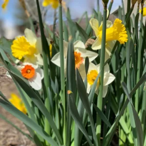 Narcissus Bulb Mix - Colorful Daffodil Flower Bulbs | 10-18