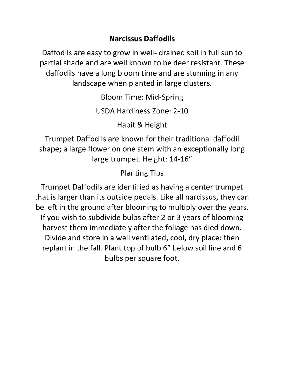 Narcissus Bulb Mix - Colorful Daffodil Flower Bulbs | 10-18" Tall | Outdoor - Image 7