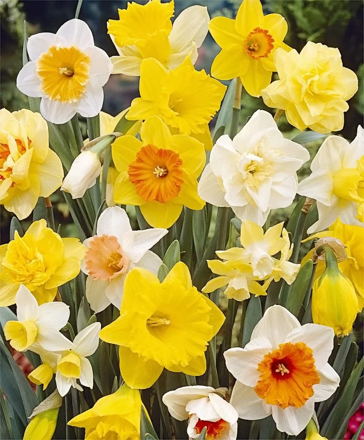 Narcissus Bulb Mix - Colorful Daffodil Flower Bulbs | 10-18" Tall | Outdoor - Image 1
