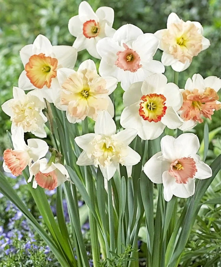 Narcissus Bulbs Pink Mixture - Mid Spring Blooms, 12-16" Tall, Zone 2-10 - Image 2