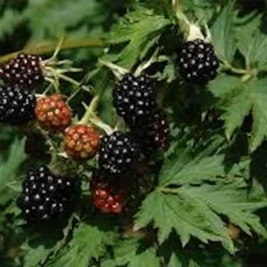 Natchez Blackberry Live Plant - Thornless Rubus - Starter Plug - Image 3