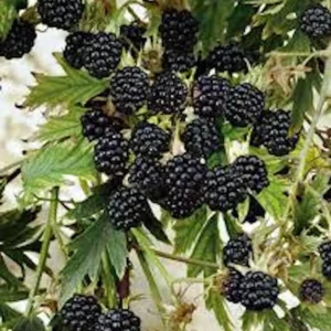 Natchez Blackberry Live Plant - Thornless Rubus - Starter Plug - Image 1
