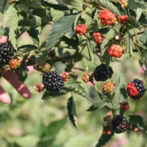 Natchez Blackberry Live Plant - Thornless Rubus - Starter Plug - Image 8