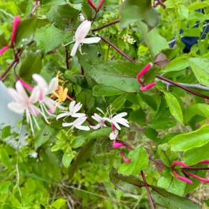 Native Honeysuckle Vine Live Plant - Fragrant, 3.5 inch pot, Attracts Pollinators - Image 4