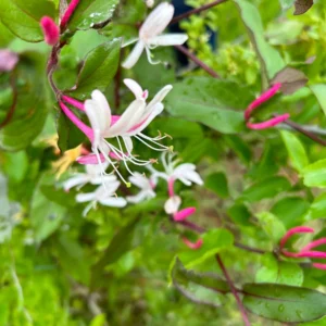 Native Honeysuckle Vine Live Plant - Fragrant, 3.5 inch pot, Attracts Pollinators - Image 5