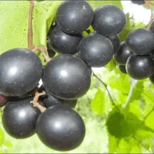 Native Muscadine Grape Vine Live Plant – Climbing Fruit, 4'' Pot - Image 1