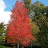 Native Red Maple Tree Live Plant, 1 Quart Pot, Outdoor Shade Tree, USDA Zones 3-9 - Image 1