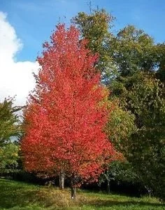 Native Red Maple Tree Live Plant, 1 Quart Pot, Outdoor Shade Tree, USDA Zones 3-9 - Image 1