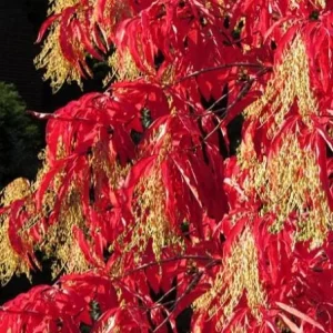 Native Sourwood Tree Live Plant – Oxydendrum arboreum – Quart Pot – Fragrant Summer Blooms & Brilliant Fall Color – Outdoor - Image 3
