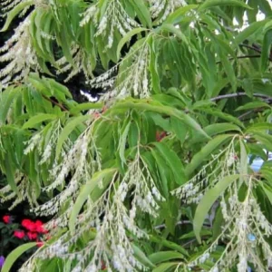Native Sourwood Tree Live Plant – Oxydendrum arboreum – Quart Pot – Fragrant Summer Blooms & Brilliant Fall Color – Outdoor - Image 5