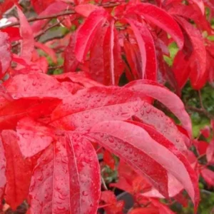 Native Sourwood Tree Live Plant – Oxydendrum arboreum – Quart Pot – Fragrant Summer Blooms & Brilliant Fall Color – Outdoor - Image 7