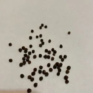 Native Tennessee Swamp Mallow Hibiscus Seeds - Perennial Wetland Plant - Image 2