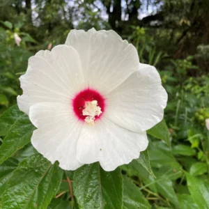Native Tennessee Swamp Mallow Hibiscus Seeds - Perennial Wetland Plant - Image 1