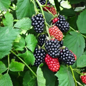 Navaho Thornless Blackberry Live Plant Set, 2 Pack, 4-6" Tall, Rubus fruticosus, Outdoor - Image 2