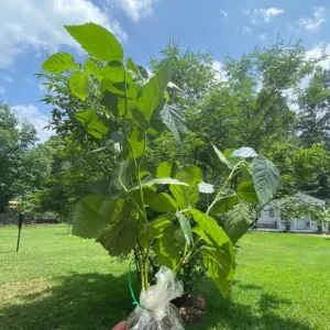 Navaho Thornless Blackberry Live Plant Set, 2 Pack, 4-6