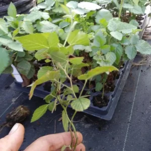 Navaho Thornless Blackberry Live Plant Set, 2 Pack, 4-6