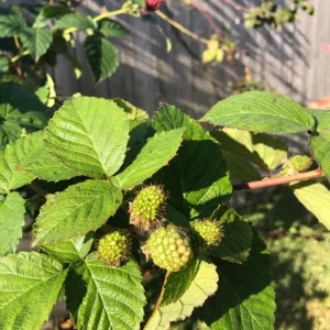 Navaho Thornless Blackberry Live Plant Set, 2 Pack, 4-6